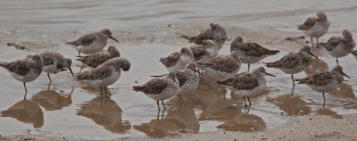 Great Knot (Calidris tenuirostris)