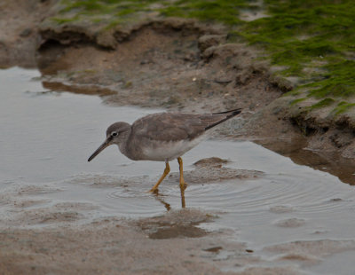 Grey-tailed Tattler (Tringa brevipes)