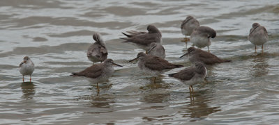 Grey-tailed Tattler (Tringa brevipes) + left Terek Sandpiper(Xenus cinereus)