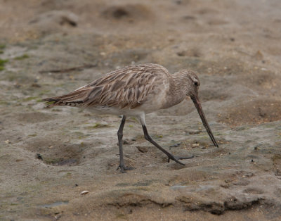 Bar-tailed Godwit (Limosa lapponica)