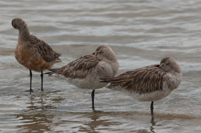 Bar-tailed Godwit (Limosa lapponica)