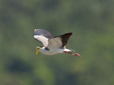 Masked Lapwing (Vanellus miles)