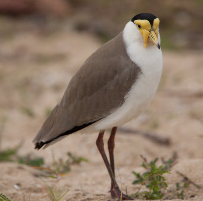 Masked Lapwing (Vanellus miles)