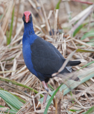 Purple Swamphen (Porphyrio porphyrio)