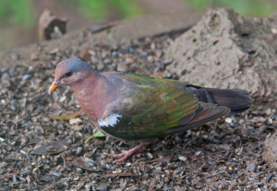 Grey-capped Emerald Dove (Chalcophaps indica)