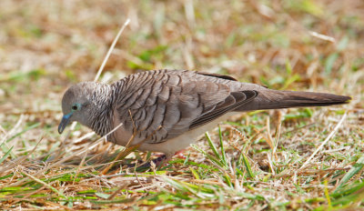 Peaceful Dove (Geopelia placida)