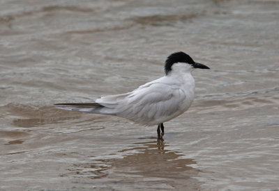 Common Gull-billed Tern (Gelochelidon nilotica)