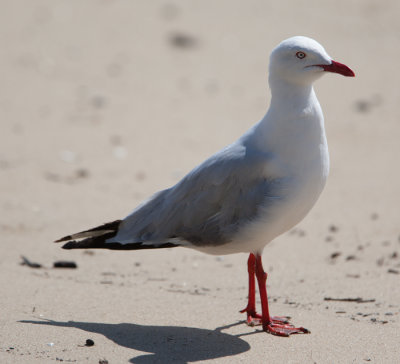 Silver Gull (Larus novaehollandiae)