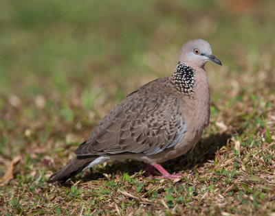 Eastern Spotted Dove (Spilopelia chinensis)