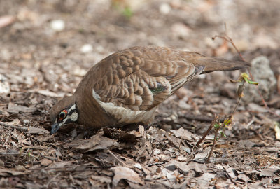 Squatter Pigeon (Geophaps scripta)