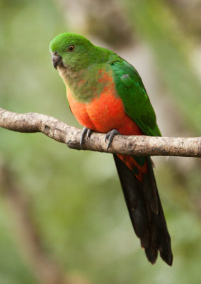 Australian King-parrot (Alisterus scapularis)