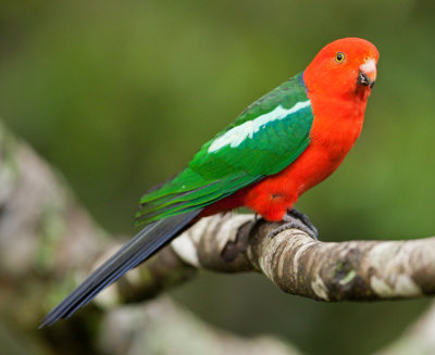 Australian King-parrot (Alisterus scapularis)