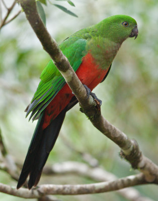 Australian King-parrot (Alisterus scapularis)