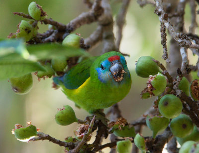 Double-eyed Fig-parrot (Cyclopsitta diophthalma)