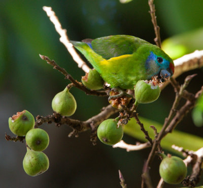 Double-eyed Fig-parrot (Cyclopsitta diophthalma)