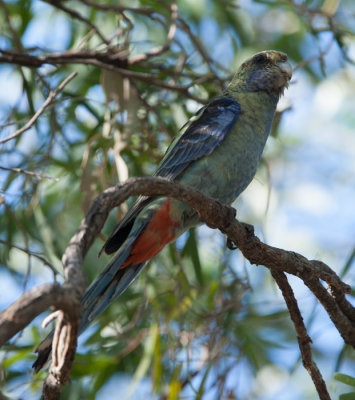 Pale-headed Rosella (Platycercus adscitus)