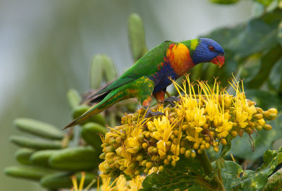 Rainbow Lorikeet (Trichoglossus moluccanus)