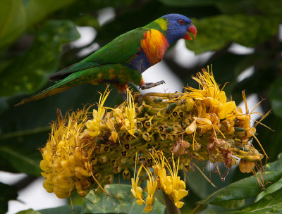 Rainbow Lorikeet (Trichoglossus moluccanus)