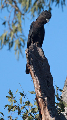 Red-tailed Black-cockatoo (Calyptorhynchus banksii)