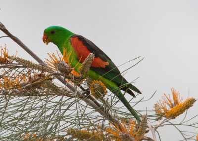 Red-winged Parrot (Aprosmictus erythropterus)