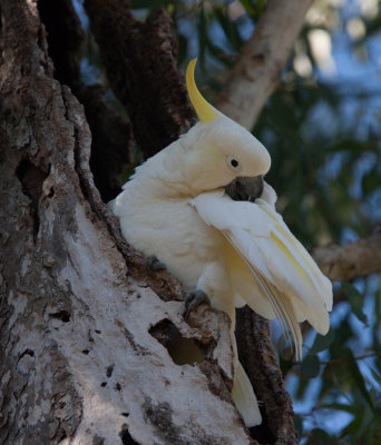 Sulphur-crested Cockatoo (Cacatua galerita)