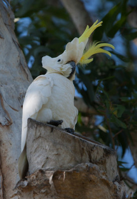 Sulphur-crested Cockatoo (Cacatua galerita)