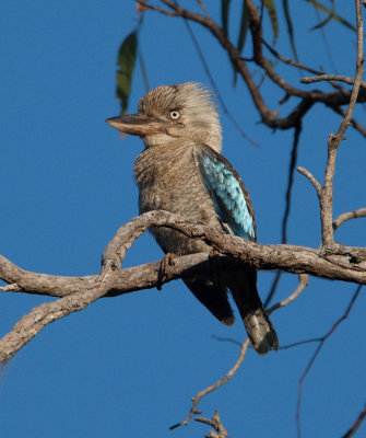 Blue-winged Kookaburra (Dacelo leachii)