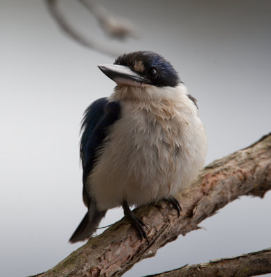 Forest Kingfisher (Todiramphus macleayii)