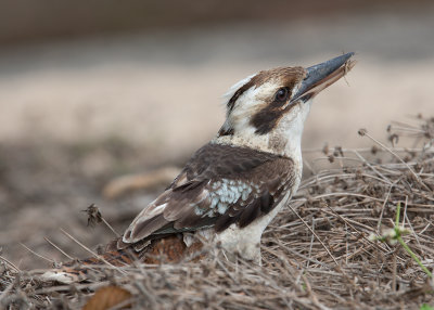 Laughing Kookaburra (Dacelo novaeguineae)