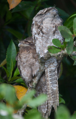 Papuan Frogmouth (Podargus papuensis)