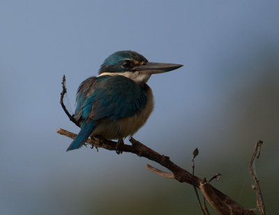 Sacred Kingfisher (Todiramphus sanctus)