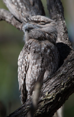 Tawny Frogmouth (Podargus strigoides)