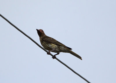 Australasian Figbird (Sphecotheres vieilloti)