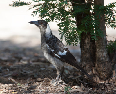 Australian Magpie (Cracticus tibicen)