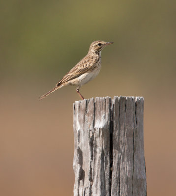 Australasian Pipit (Anthus novaeseelandiae)