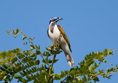 Blue-faced Honeyeater (Entomyzon cyanotis