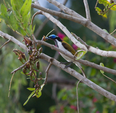 Blue-faced Honeyeater (Entomyzon cyanotis