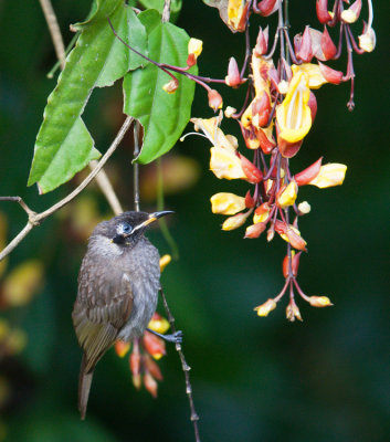 Bridled Honeyeater (Lichenostomus frenatus)