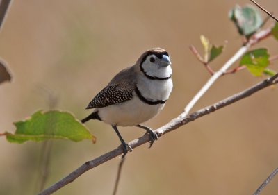 Double-barred Finch (Taeniopygia bichenovii)