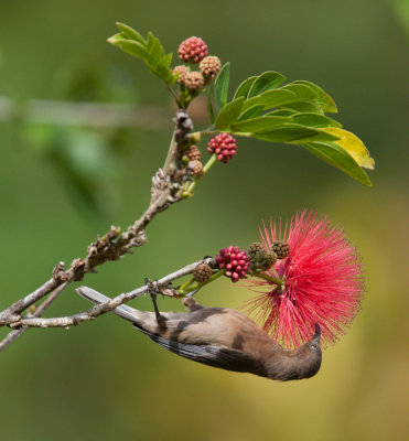 Dusky Honeyeater (Myzomela obscura)