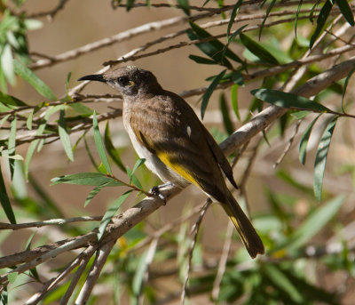 Graceful Honeyeater (Meliphaga gracilis)