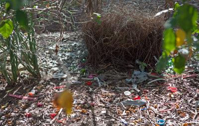 Great Bowerbird (Chlamydera nuchalis)