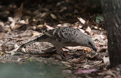 Great Bowerbird (Chlamydera nuchalis)