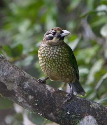 Green Catbird (Ailuroedus crassirostris)