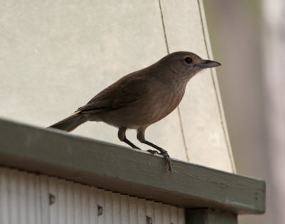 Grey Shrike-thrush (Colluricincla harmonica)