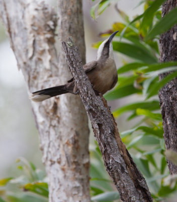 Grey-crowned Babbler (Pomatostomus temporalis)