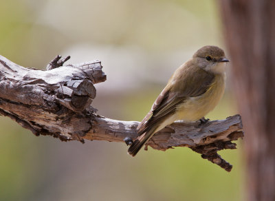 Lemon-bellied Flyrobin (Microeca flavigaster)