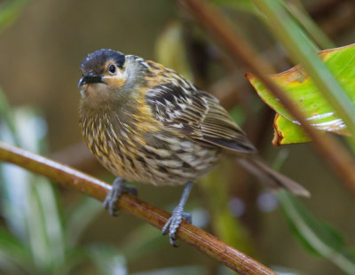 Macleay's Honeyeater (Xanthotis macleayanus)