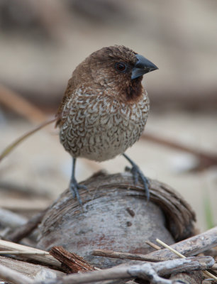 Nutmeg Mannikin (Lonchura punctulata)