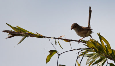 Red-backed Fairy-wren (Malurus melanocephalus)